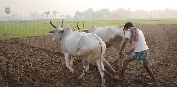 Farming in India and Methods Use By Indian Farmer