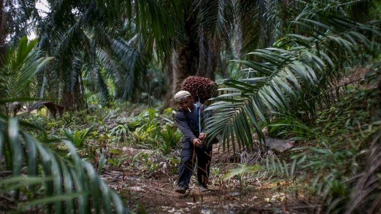 France reverses palm oil tax break after outcry