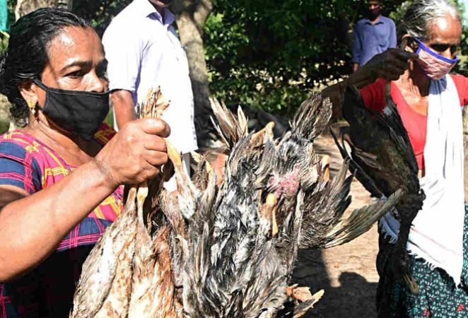 Bird flu: Centre asks states to prepare for any eventuality; allay people's fears